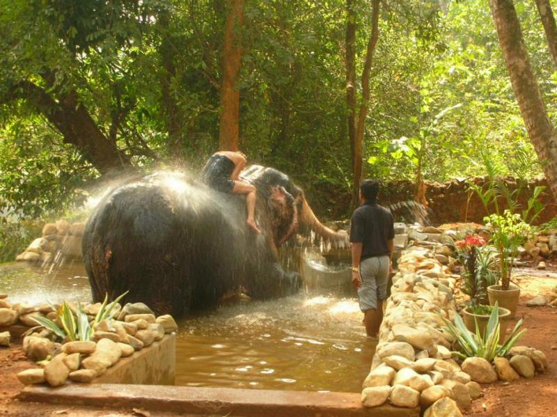 elephant wash